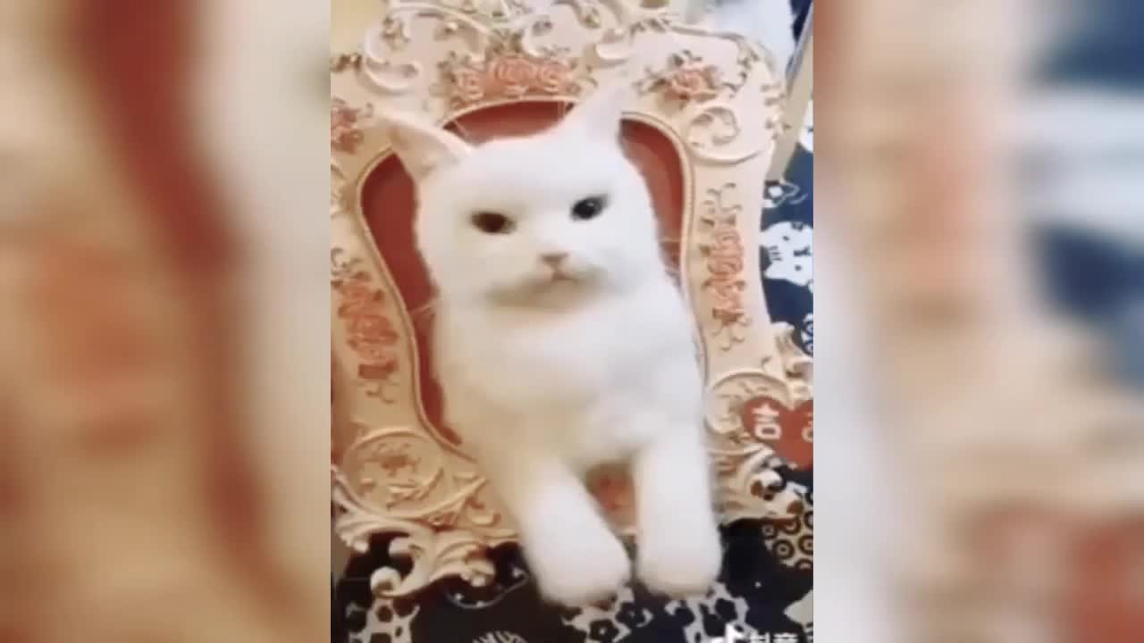 Cute Cats Tik Tok