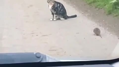 Real tom and Jerry in field 😅