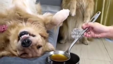 Funny video