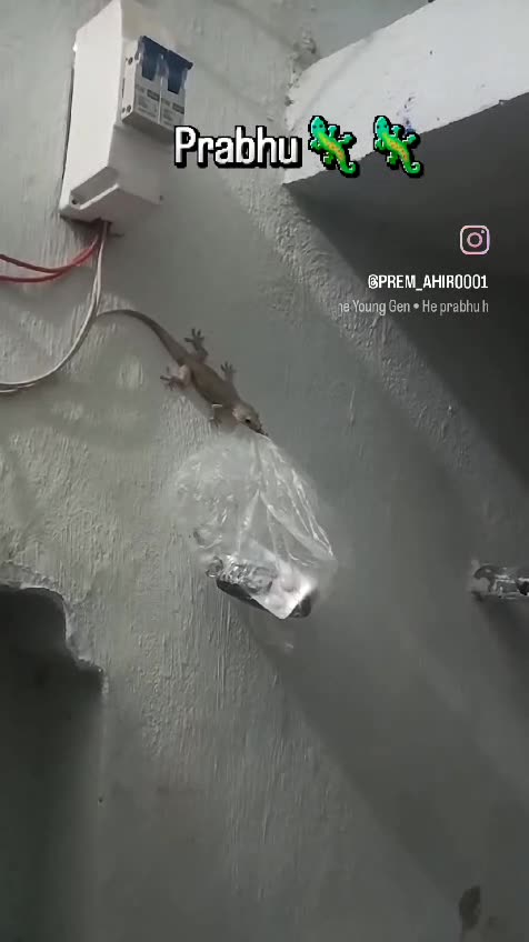 Lizard Thief Steals Medicine! 🦎💊