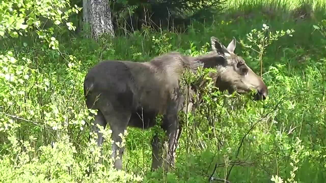 Moose Browsing In The Wilderness