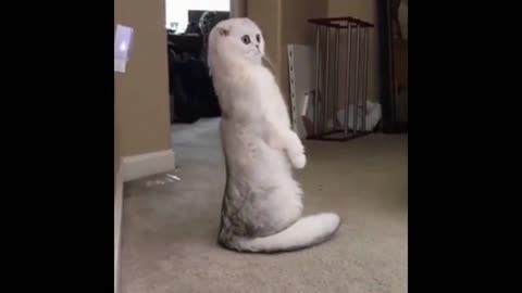 upright kitten