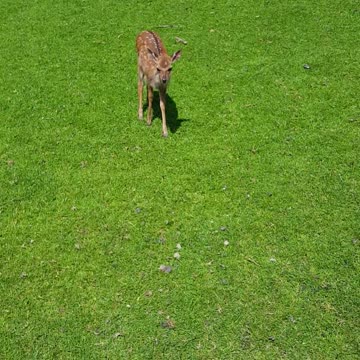 Feeding A herd of deer carrots!