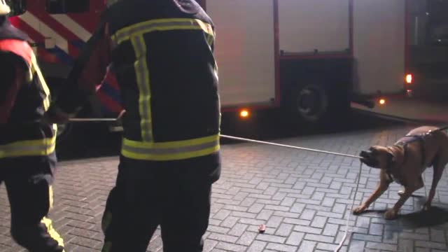 Hond besluit tijdens uitlaat ronde de brandweer even een 'tandje' te helpen.