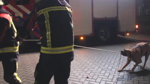 Hond besluit tijdens uitlaat ronde de brandweer even een 'tandje' te helpen.