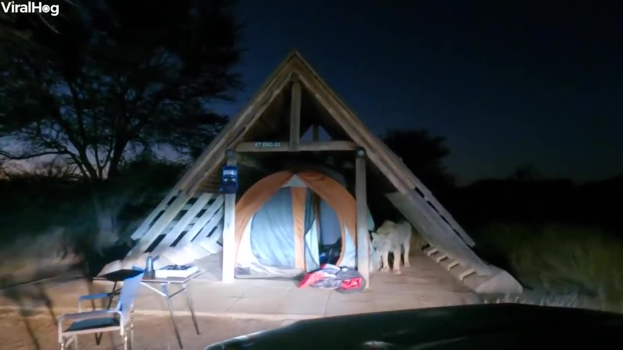 WHAT HAPPENED WHEN THE LION ENTERS IN CAMP