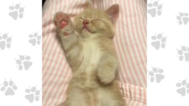 This cat wants to sleep no matter what. It’s so cute you can’t resist!