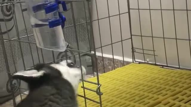 husky drinking water