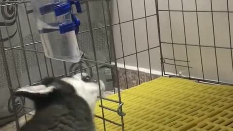 husky drinking water