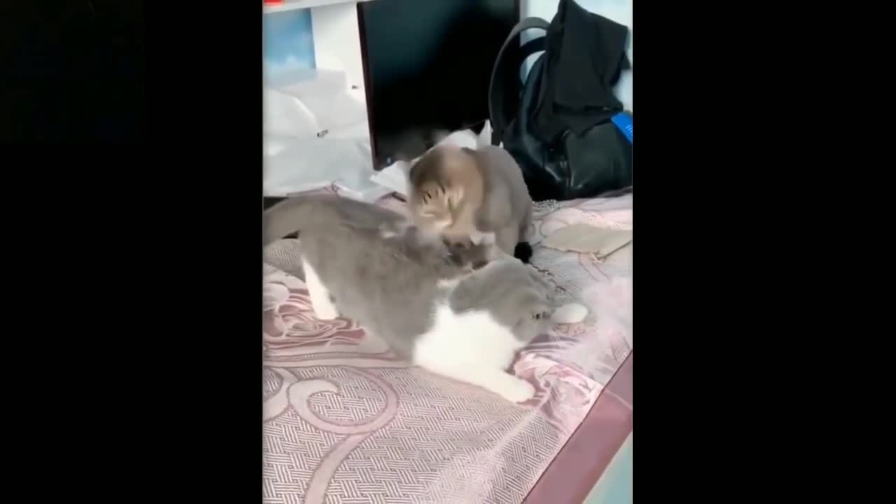 funny cute cat video try not to laugh