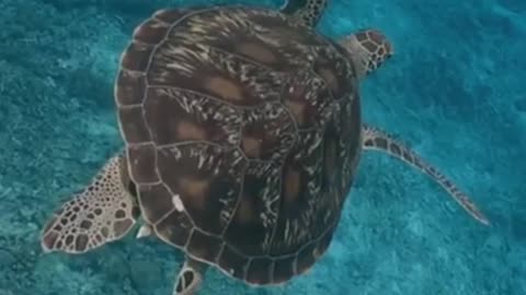 The Epic Journey of Sea Turtles