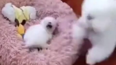 cute cat funny video👍👍