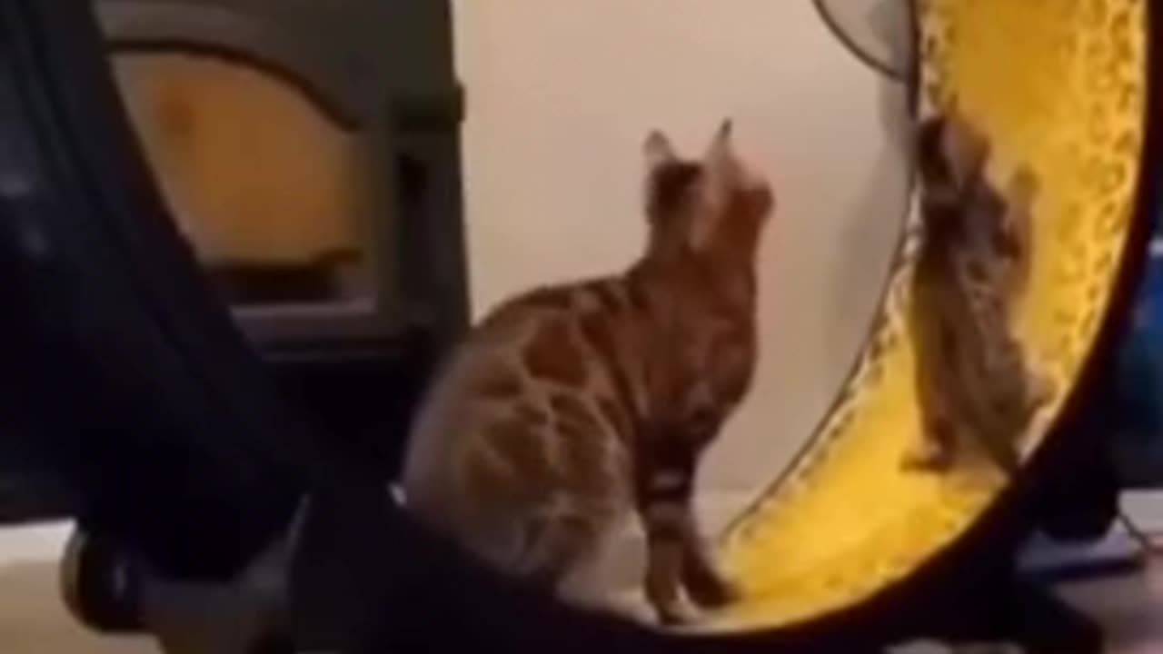 Funny cats video