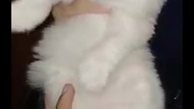 Snow White Lovable And Cute Kitten In Age Of 25 Days Old