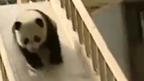 Funny Panda's