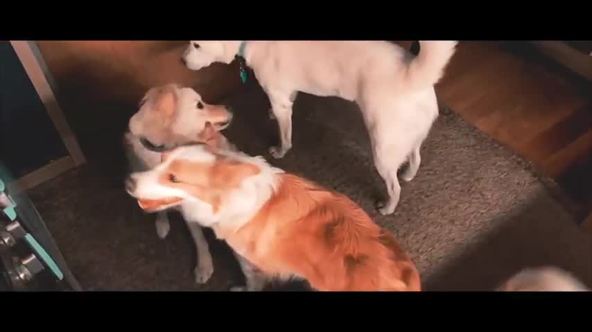 3 dogs ar vary fanny masti in house