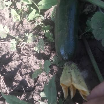 Zucchini