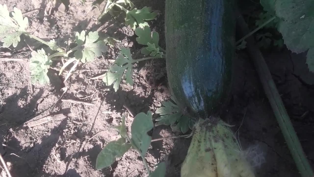 Zucchini