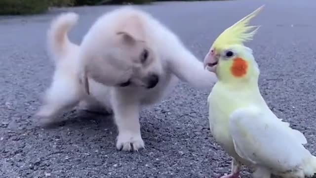 Cute, mischievous Puppey and friendly parrot