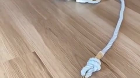 They are so cute dogs. I love them so much
