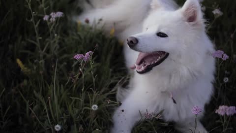 Beautiful White Dog in the Field