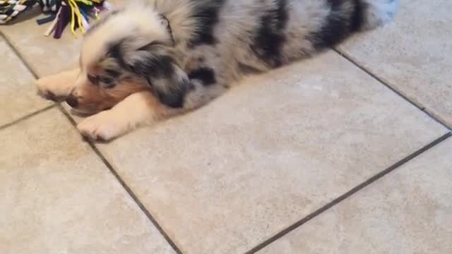 Black and grey dog lies sleeping on kitchen tile floor