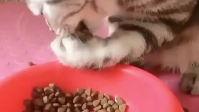 cat eats with his own hand 🤣🤣