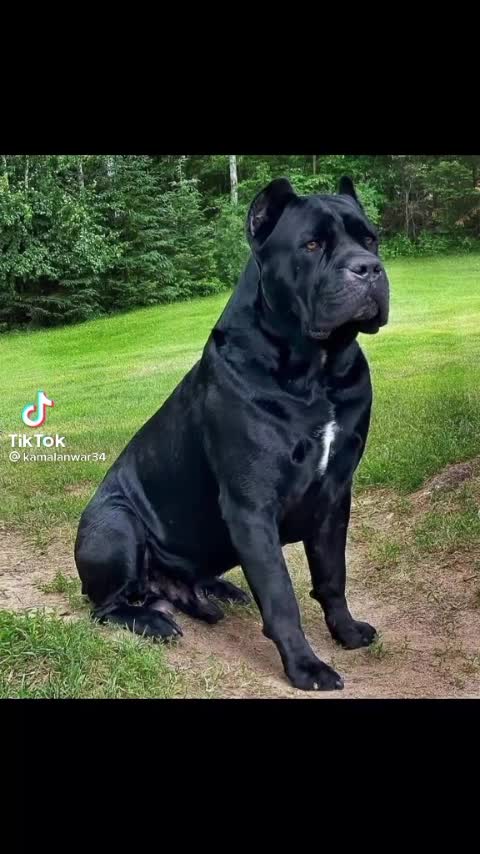 Dangerous dog 🐕❤️ heart touching