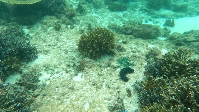 Tropical Fish and clouds