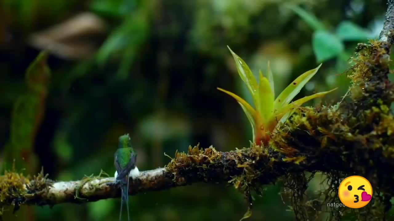 Bird bathing video in slow motion