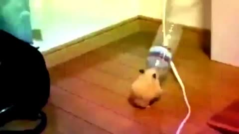 hamster playing whith bottle in mouth