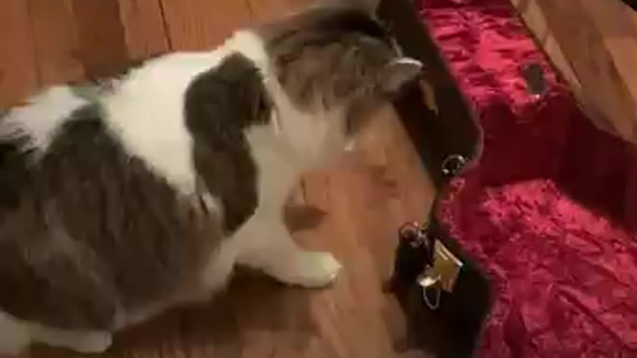 Curious Cat Inspects Guitar Case
