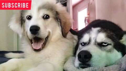 Funniest Dog videos compilation will make you LOL FUNNY DOG Videos