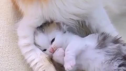 Cutest Cat Contest #3