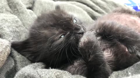 black kitten cleaning its paws