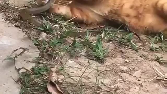 cat vs snake, cute 🥰