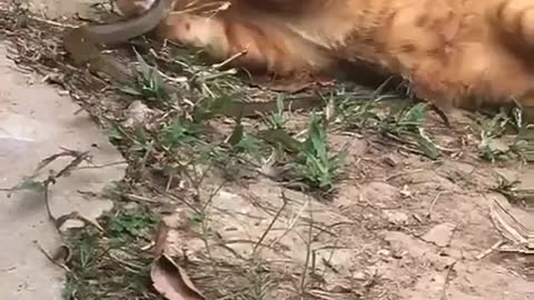 cat vs snake, cute 🥰