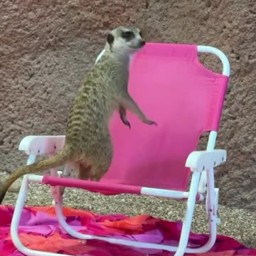 Our meerkats are digging the beach vibes!