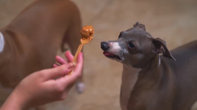 My Dogs Eating Peanut Butter