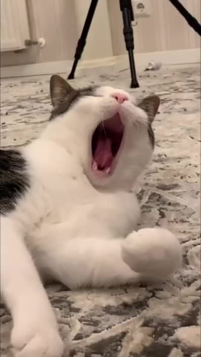top funny cats videos