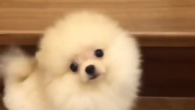 Cute Little Pomeranian Climbs The Stairs