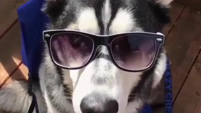 Funniest Siberian Husky Dog Videos 😁😇 Best Funny Animal Videos 2022 😺 Funny Dog Videos 2022 😁