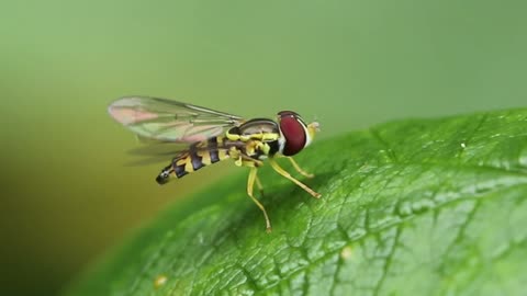 Flower Fly (Eastern Calligrapher; Toxomerus geminatus)