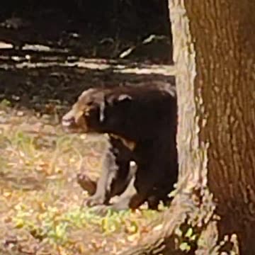 This Sunbear is so itchy!