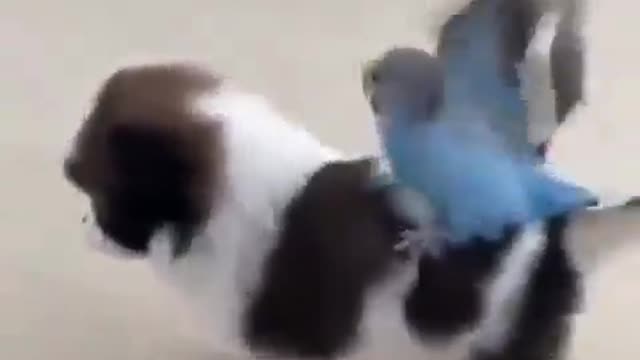 Parrot is a Best Friend Of Puppy