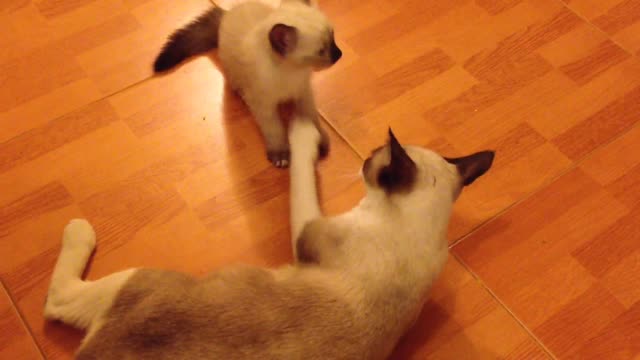 kitten plays with its mother cat #34