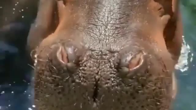 Hippo Eats Big Watermelon