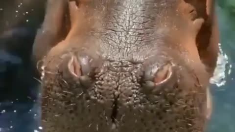 Hippo Eats Big Watermelon