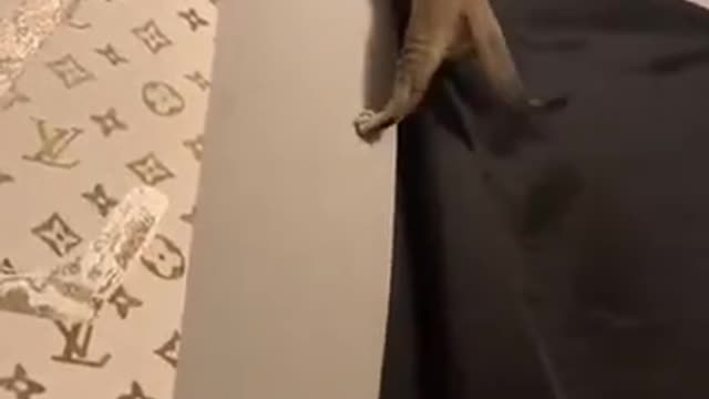 Cat climbs on the curtain and keep trying to get at top.