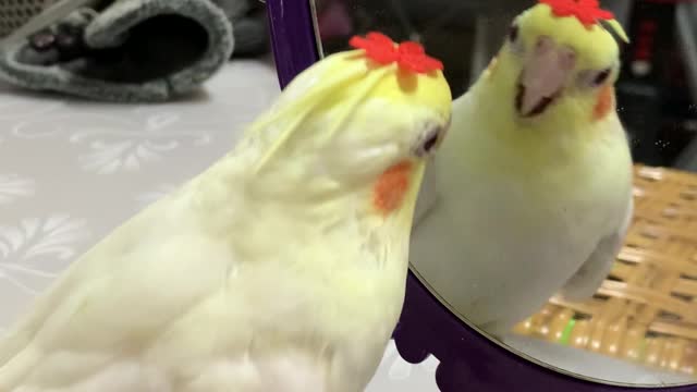 Bird Overwhelmed by Own Cuteness